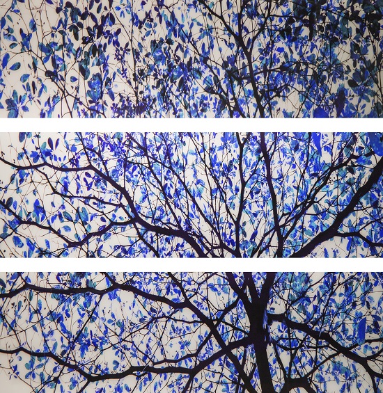 Blue Leaves