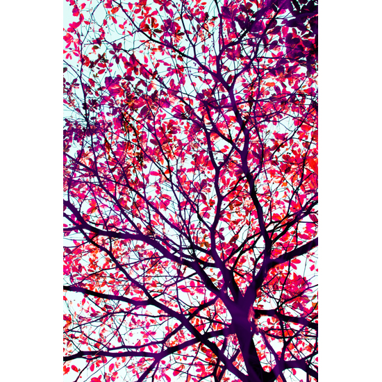 Red Leaves