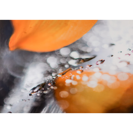 Floral Elements 14