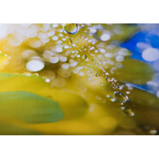Floral Elements 16