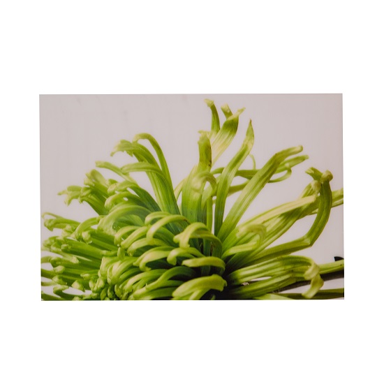 Green Bloom 2