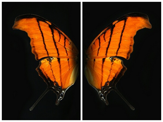 Orange Butterfly