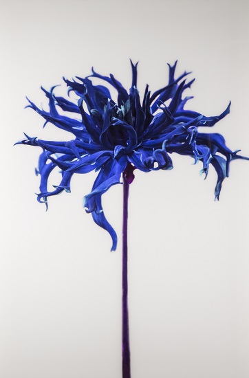 Blue Flower