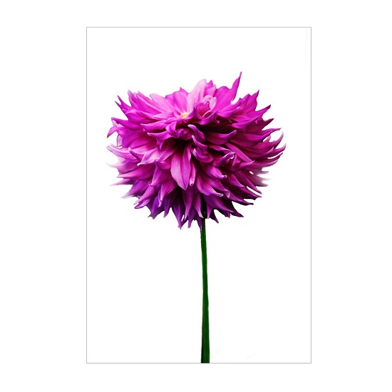 Pink Flower