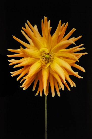 Orange Flower