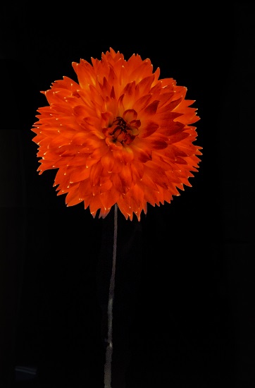 Red Flower