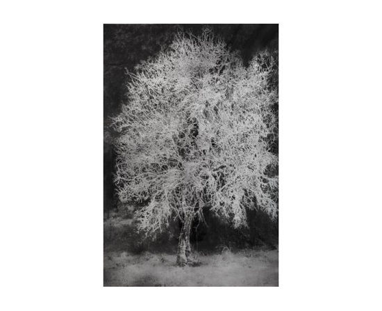 Tree In The Snow