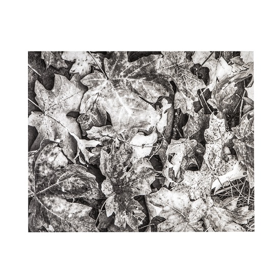 Sedona Leaves