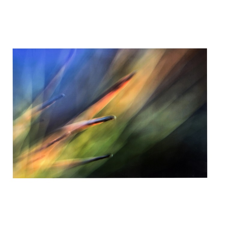 Pine Needles II