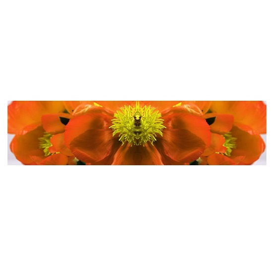 Orange Flowers