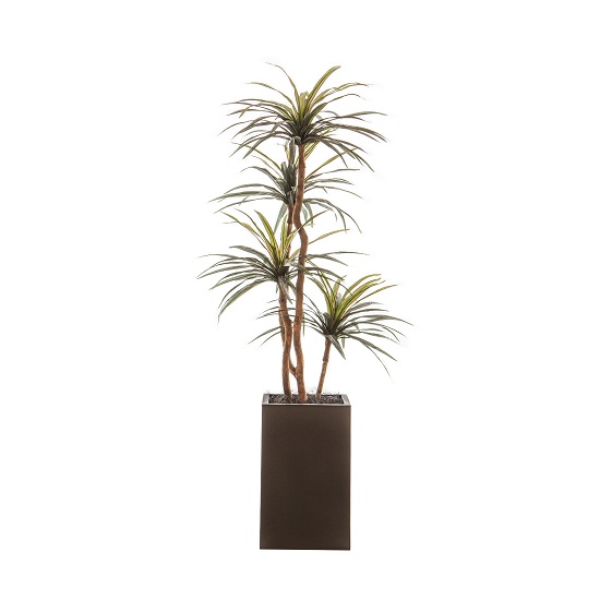Four Head Yucca