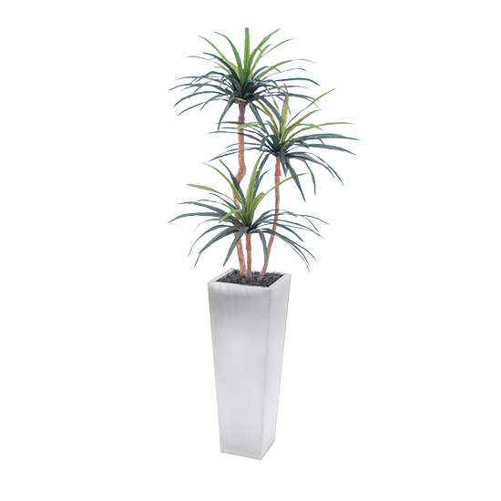 Yucca Plant