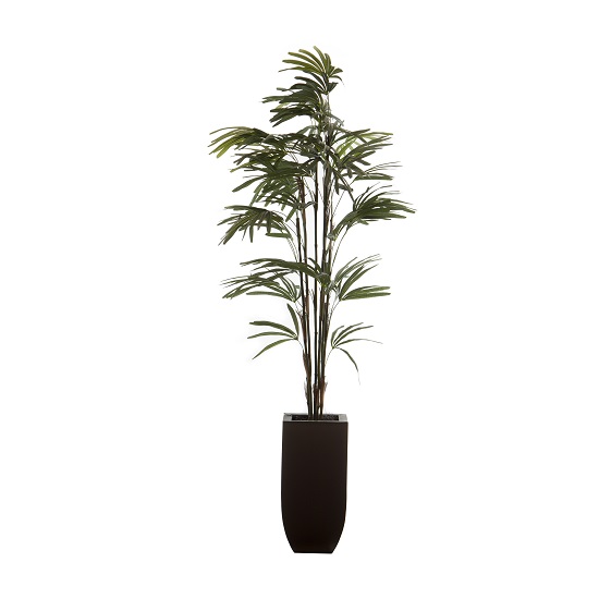 Raphis Palm
