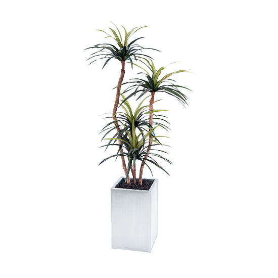 Four Head Yucca Plant