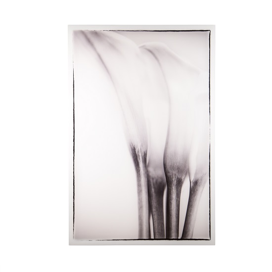 White Flower