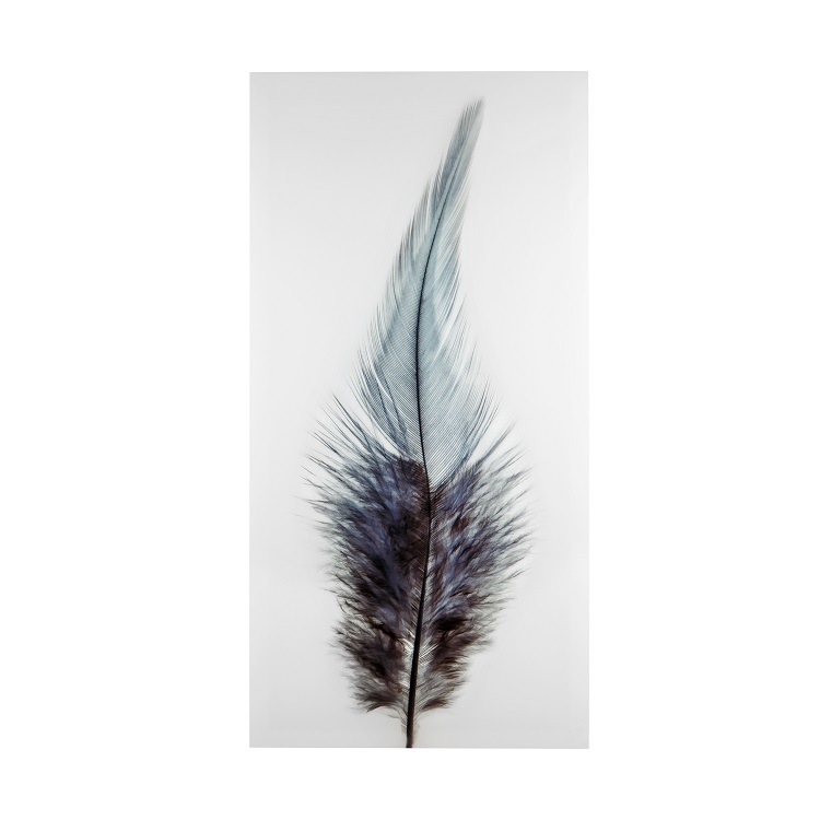 Blue Feather Print